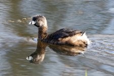 A05aPiedBilledGrebe1023.jpg