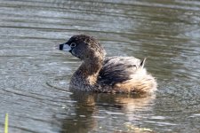 A05bPiedBilledGrebe1015.jpg