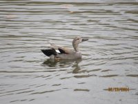 gadwall.JPG