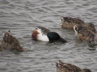 shoveler2.JPG