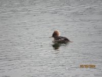hooded female.JPG
