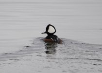 Hooded Merganser crop.JPG