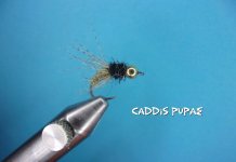 Caddis Pupae.jpg