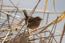 C06MarshWren1003.jpg