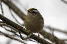 C08GoldenCrownedKinglet0952.jpg