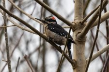 C10HairyWoodpecker0434.jpg