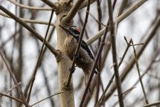 C12HairyWoodpecker0430.jpg