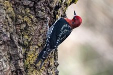 C13RedBreastedSapsucker0977.jpg