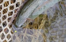 20240302_Chart_ssl_fish.jpg
