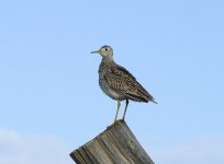 uplandsandpiper.jpg
