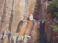 owl1.JPG