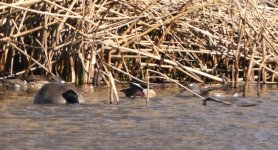Goose and Woodies.JPG