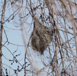 Basket Nest.JPG