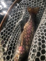 IMG_1347.jpeg