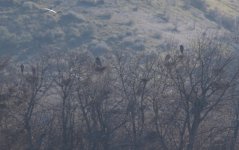 Heron Rookery.JPG