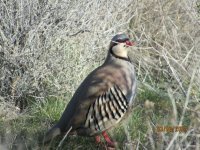 chukar.JPG