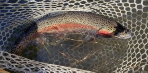 20240308_FishNo3.jpg