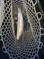 IMG_3764.jpeg