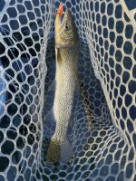IMG_3773.jpeg