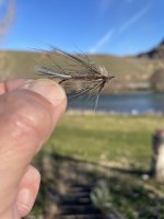 IMG_2952.jpeg