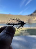 IMG_2951.jpeg