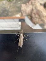 IMG_2953.jpeg