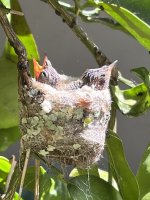 IMG_1015.jpeg