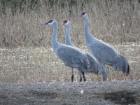 sandhills.JPG