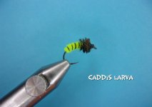 Caddis Larva.jpg