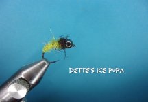 Dette's Ice Pupa.jpg