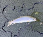 IMG_4524.jpeg