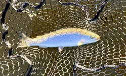 IMG_4523.jpeg