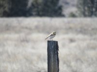 horned lark.JPG