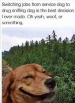 drug dog.jpg
