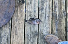 IMG_8451.jpeg