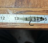 IMG_4849.jpeg