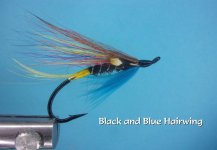 Black and Blue Hairwing.jpg