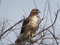 redtail.JPG