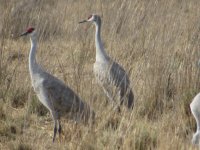 twocranes.JPG