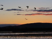 evening sandhills.JPG