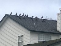 neighborhoodmallards.jpg neighborhoodmallards.jpg
