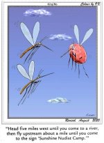 mosquitos.jpg