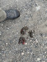 IMG_3084.jpeg