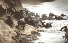 The-Kill-Animation1.gif The-Kill-Animation1.gif