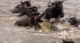 b062b0df88ff19fe8b7e66c33b452a35.gif b062b0df88ff19fe8b7e66c33b452a35.gif