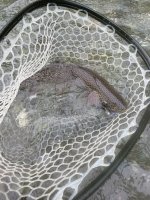 IMG_4606.jpeg IMG_4606.jpeg