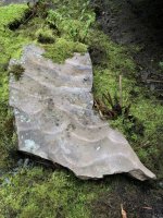 IMG_6974.jpeg