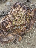 IMG_1423.jpeg