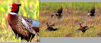 pheasanntttt33.jpg