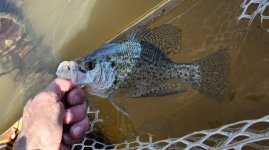 20240329_First_crappie.jpg